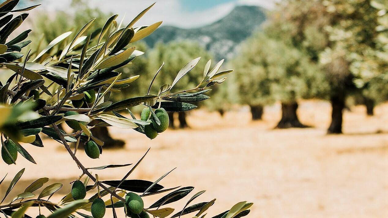 olivo|olivo-añerismo